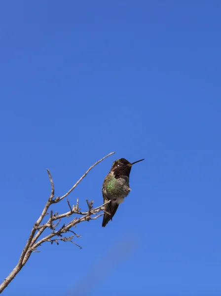 Männchen als Kolibri — Stockfoto