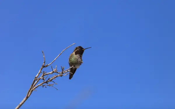 Annas maschio Colibrì — Foto Stock