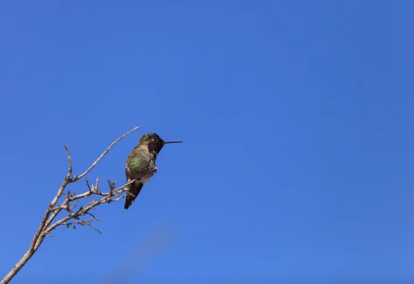 Erkek Annas sinek kuşu — Stok fotoğraf