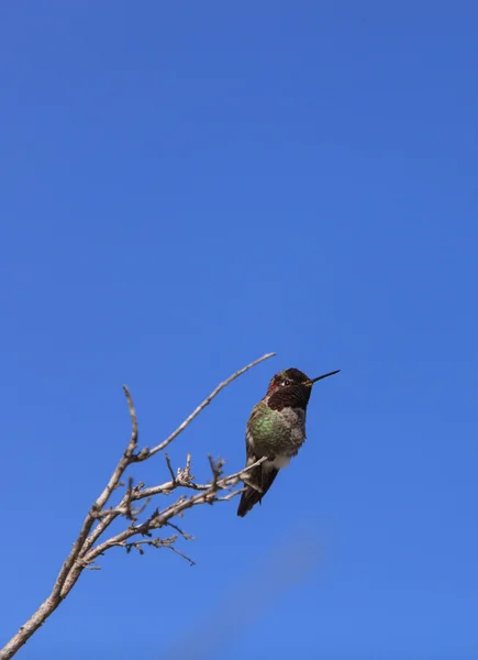 Annas maschio Colibrì — Foto Stock