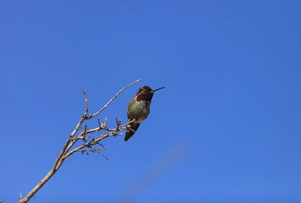 Hummingbird Άννας αρσενικό — Φωτογραφία Αρχείου