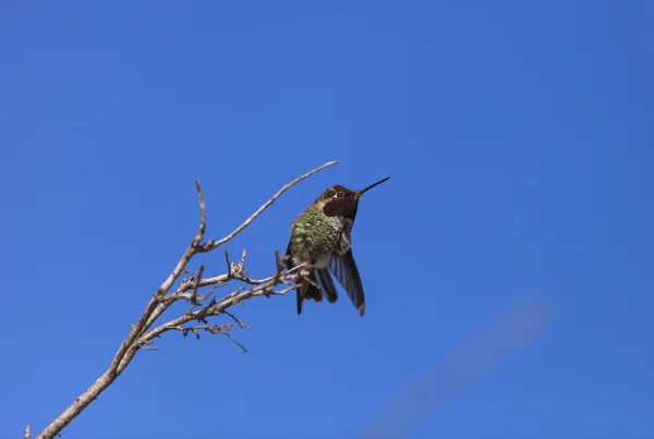 Männchen als Kolibri — Stockfoto