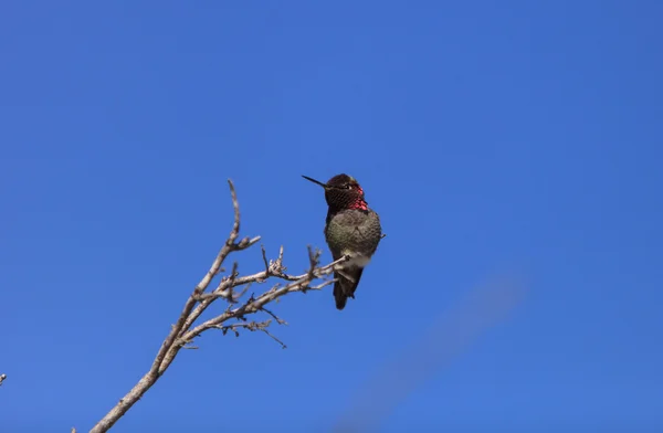 Hummingbird Άννας αρσενικό — Φωτογραφία Αρχείου
