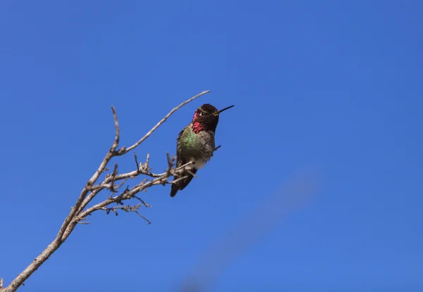 Hummingbird Άννας αρσενικό — Φωτογραφία Αρχείου