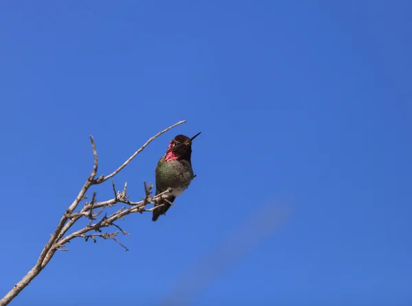 Férfi Annas kolibri — Stock Fotó