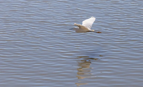 Great egret bird — Stock Photo, Image