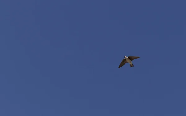 Grijze vrouwelijke boom slikken vogel met het vliegen over een blauwe hemel. — Stockfoto