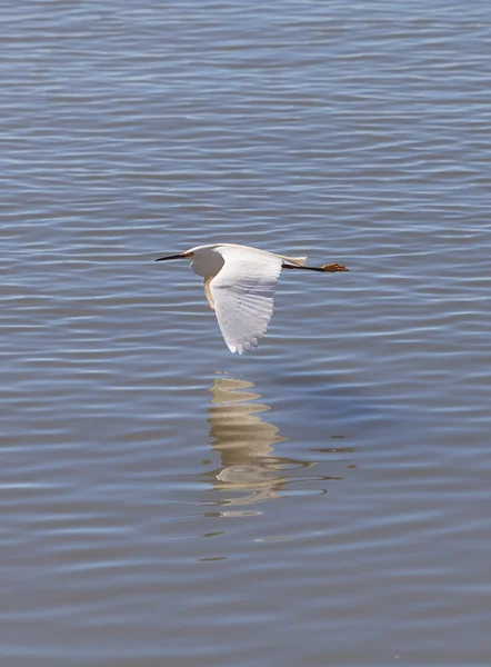 Grote zilverreiger vogel — Stockfoto