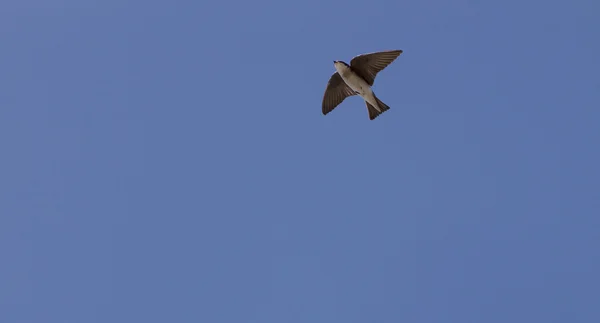 Mujer gris árbol tragar pájaro volando a través de un cielo azul . — Foto de Stock