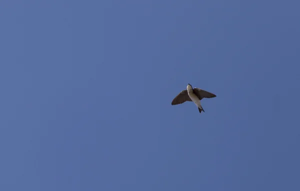 Grijze vrouwelijke boom slikken vogel met het vliegen over een blauwe hemel. — Stockfoto