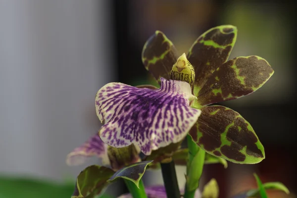 Green and purple orchid