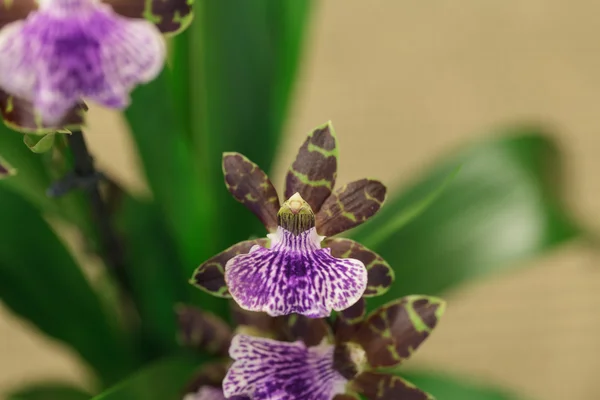 Orquídea verde e roxa — Fotografia de Stock