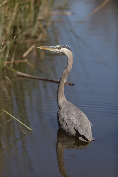 Mare pasăre heron albastru — Fotografie, imagine de stoc