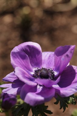 Derin mor çiçek Mona Lisa şarap Anemone coronaria çiçek