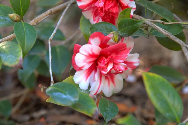 Tricolor Marquis de Montcalm Camellia japonica piros és fehér virág — Stock Fotó