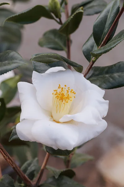 Camellia japonica biały kwiat — Zdjęcie stockowe