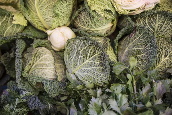 plant of savoy cabbage and other vegetables