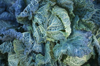 savoy lahana güzel bitki