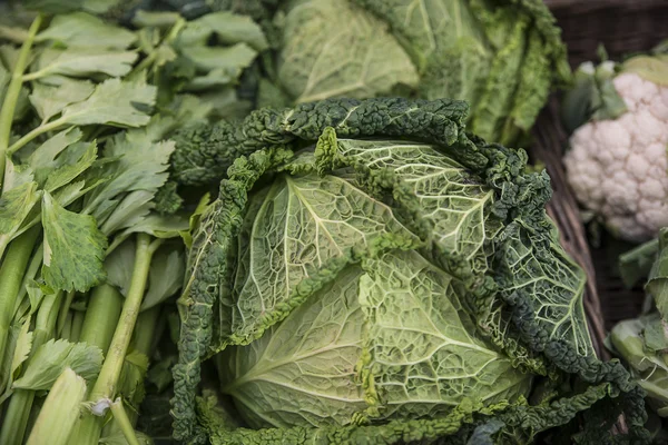 plant of savoy cabbage and other vegetables