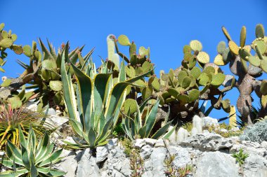 çiçekli bitkiler-kaktüs-aloe şişman