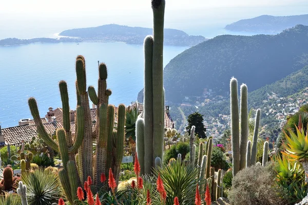 Cactus y vistas de la Riviera Francesa — Foto de Stock