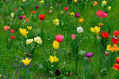Renkli çiçekli bahar meadows