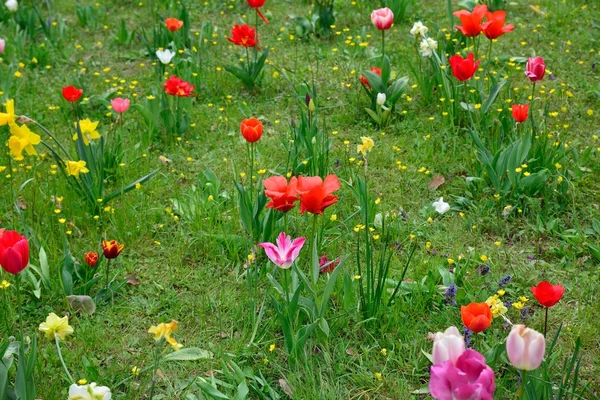 Renkli çiçekli bahar meadows