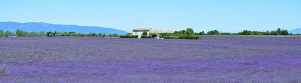 Lavanta alanları ile manzara