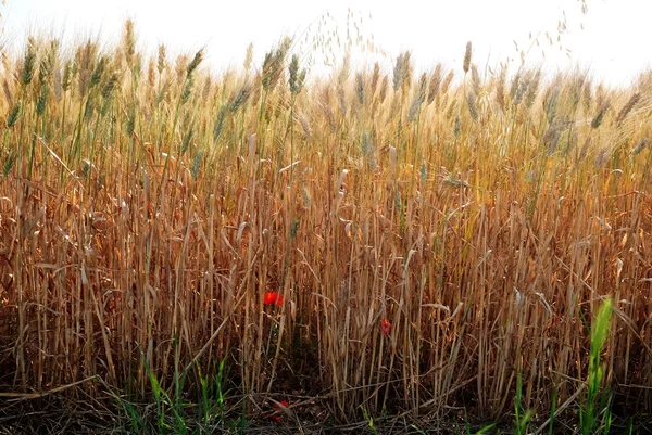 Épis dans un champ de blé illuminé par le soleil — Photo