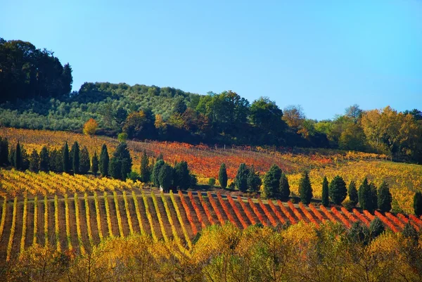 Vigneti nel Chianti in Toscana — Foto Stock