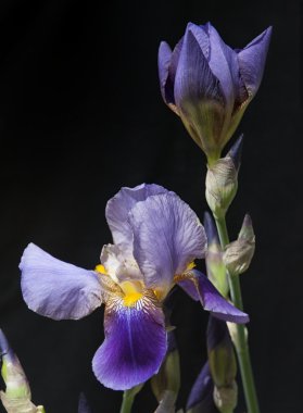 Iris oruç Williamson