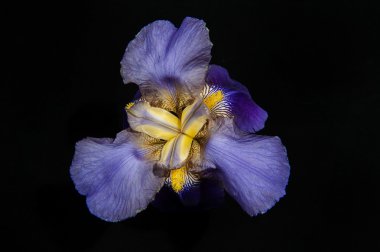 Iris oruç Williamson