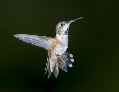 Kızıl sinek kuşu (Selasphorus rufus)