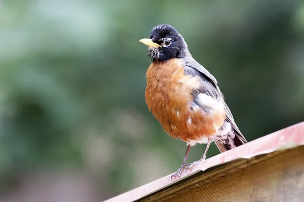 Amerikalı Robin (turdus migratorius)