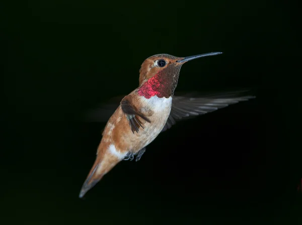 Kızıl sinek kuşu (Selasphorus rufus) — Stok fotoğraf
