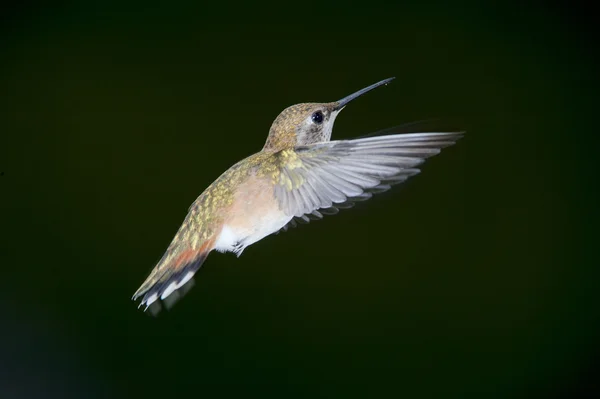 Rödstjärtad Hummingbird (Selasphorus rufus) — Stockfoto