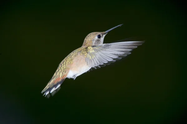 Kızıl sinek kuşu (Selasphorus rufus) — Stok fotoğraf