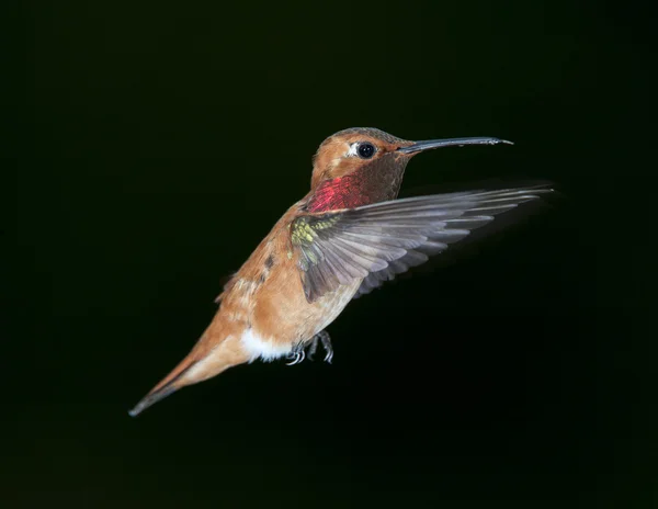 Pássaro-da-índia (Selasphorus rufus ) — Fotografia de Stock