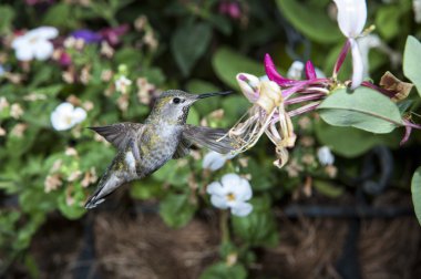 Kadın Anna'nın sinek kuşu