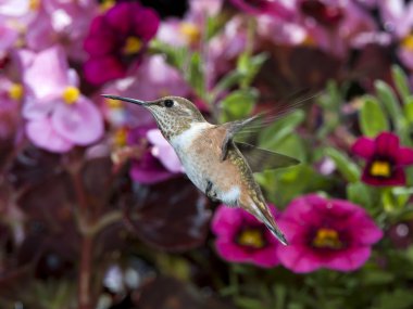 Kadın Kızıl sinekkuşu 