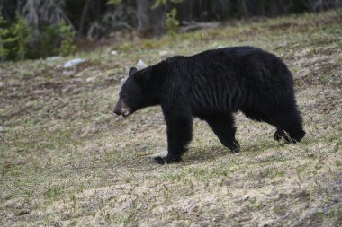 Genç Amerikan siyah ayısı (Ursus americanus), Peter Lougheed Provincial Park, Kananaskis Ülke, Alberta, Kanada