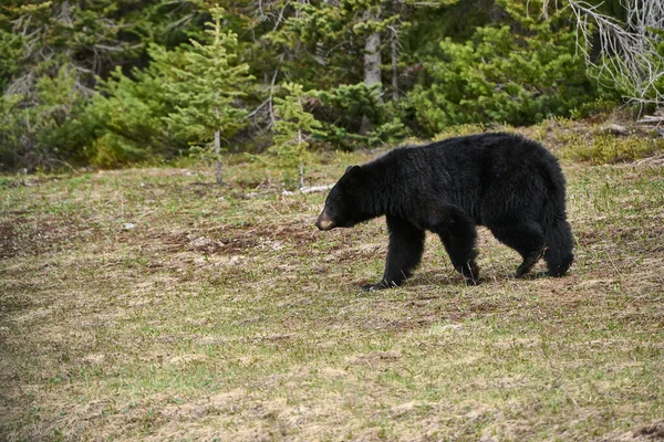 Ung Amerikansk Svartbjörn Ursus Americanus Peter Lougheed Provincial Park Kananaskis — Stockfoto