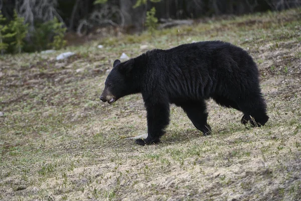 Junger Amerikanischer Schwarzbär Ursus Americanus Peter Lougheed Provincial Park Kananaskis — Stockfoto