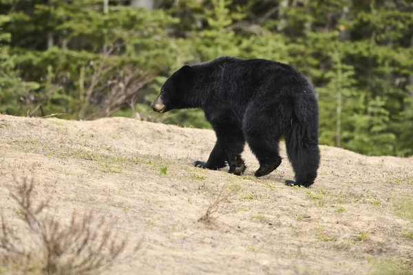 Ung Amerikansk Svartbjörn Ursus Americanus Peter Lougheed Provincial Park Kananaskis — Stockfoto