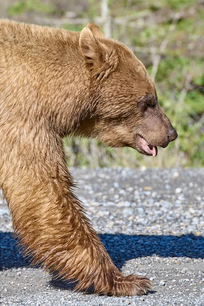 Cinnamon Coated American Black Bear Ursus Americanus Paseo Por Una —  Fotos de Stock
