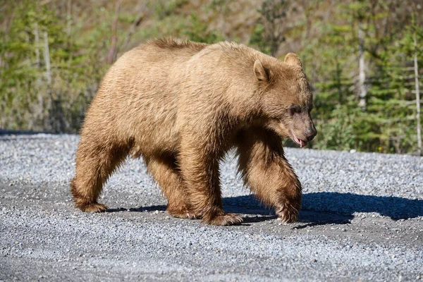 Tarçın kaplı Amerikan siyah ayısı (Ursus americanus) çakıllı bir yolda yürür, Spray Lakes Provincial Park, Kananaskis Ülke, Alberta, Kanada .