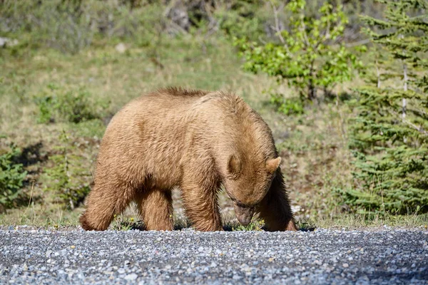Kanelbelagd Amerikansk Svartbjörn Ursus Americanus Tar Promenad Längs Grusväg Spray — Stockfoto