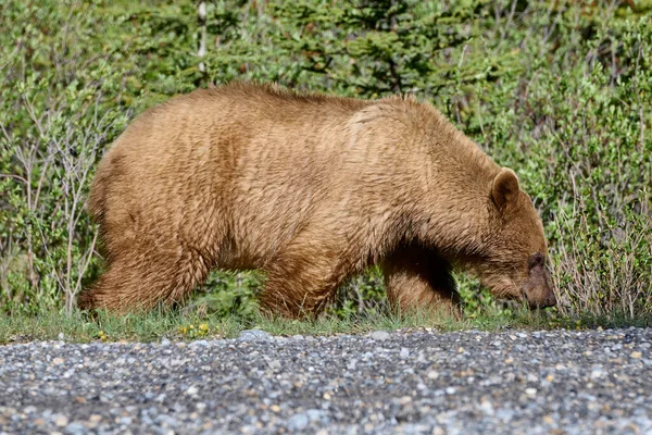 Cinnamon Coated American Black Bear Ursus Americanus Paseo Por Una —  Fotos de Stock