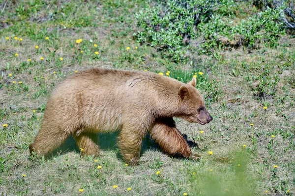 Cinnamon Coated American Black Bear Ursus Americanus Spray Lakes Provincial —  Fotos de Stock