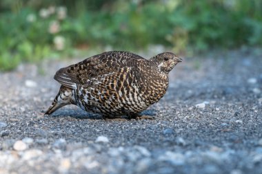 Spruce grouse (Falcipennis canadensis), Spray Lakes Provincial Park, Kananaskis Ülke, Alberta, Kanada.